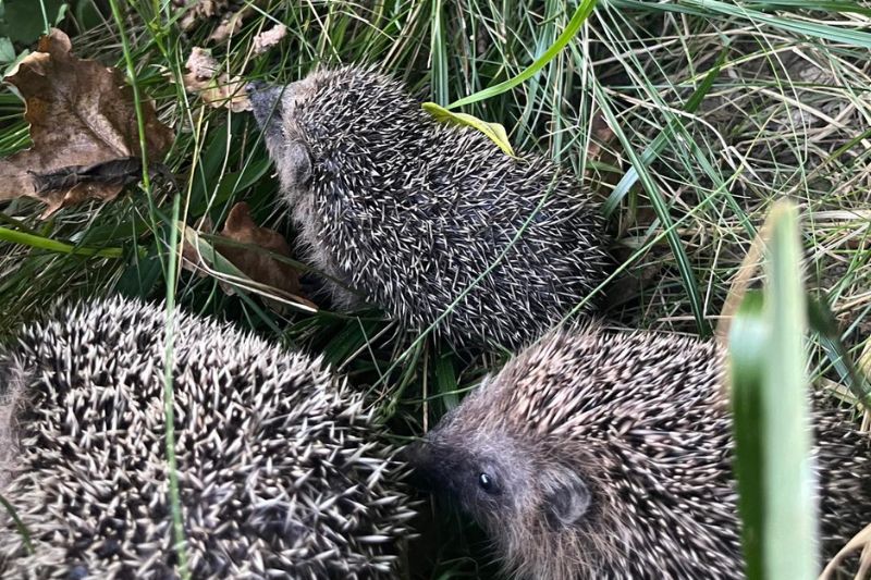 cras-ricci cras-ricci